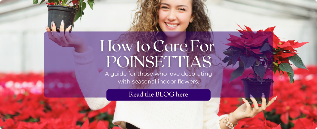 a woman holds poinsettias in a greenhouse. text: How to Care for Poinsettias