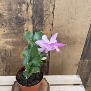 4" Christmas Cactus (Zygo)