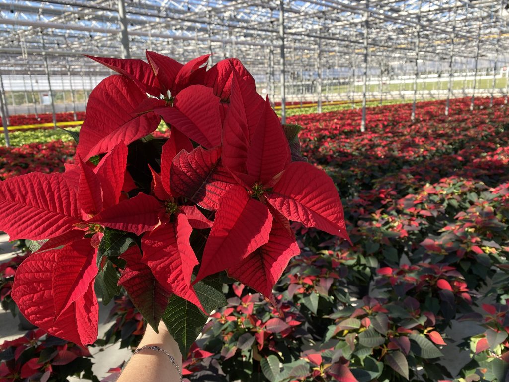 a person holds up a red poinsettia in a greenhouse