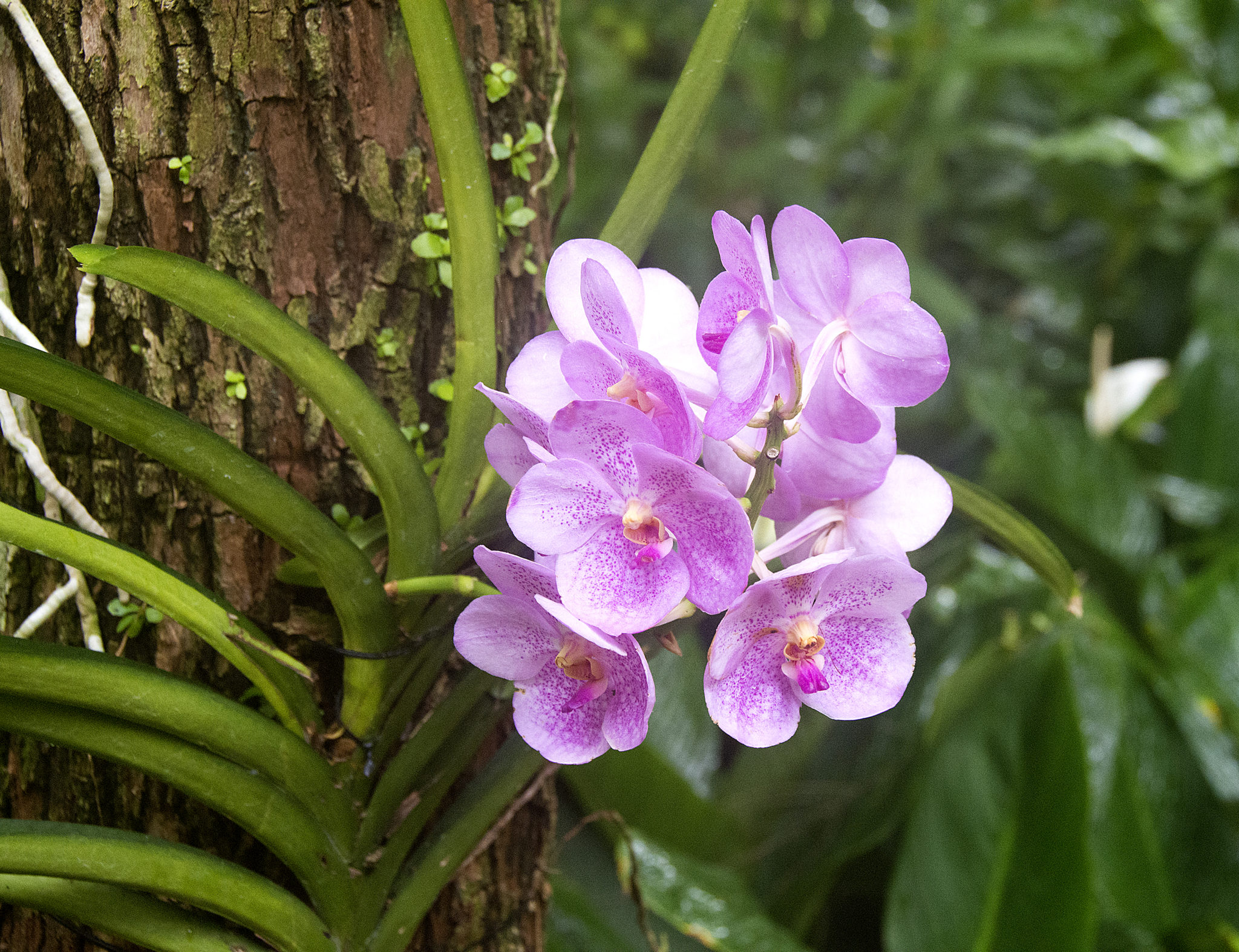 How To Grow Orchids At Home Terra Greenhouses 