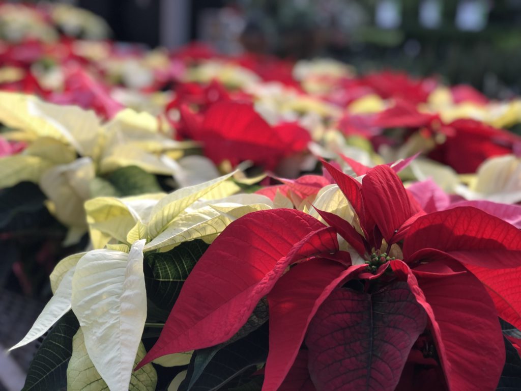 poinsettias in red, white and pink are shown up close