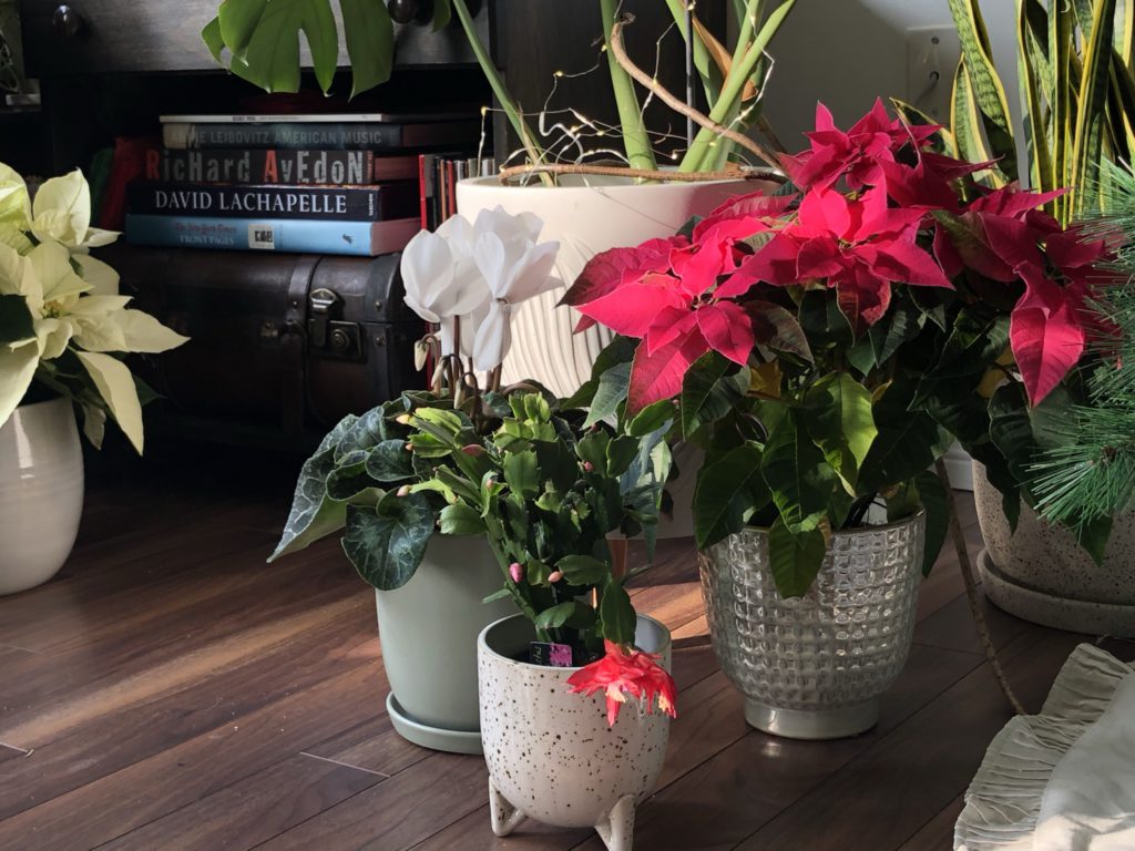 Holiday plants like cyclamen, poinsettia and christmas cactus sit in a living room.