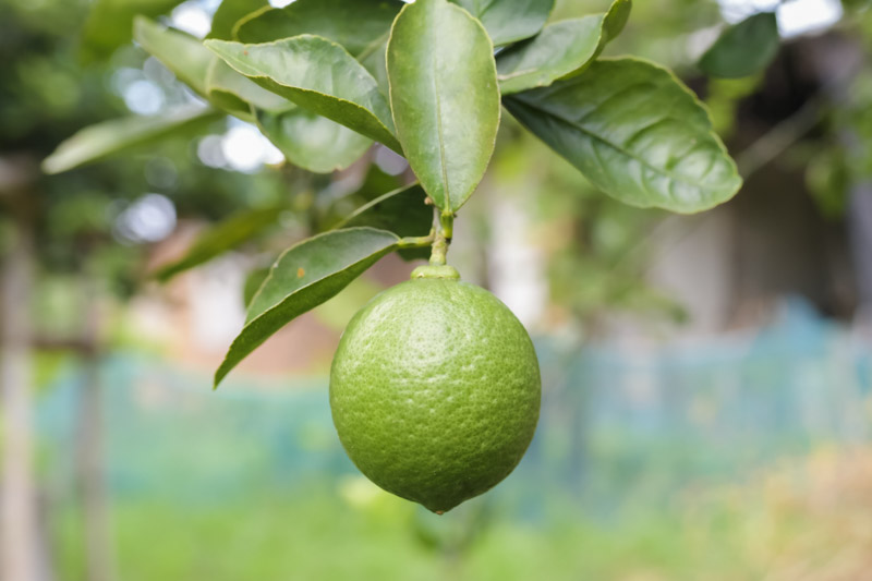 persian lime