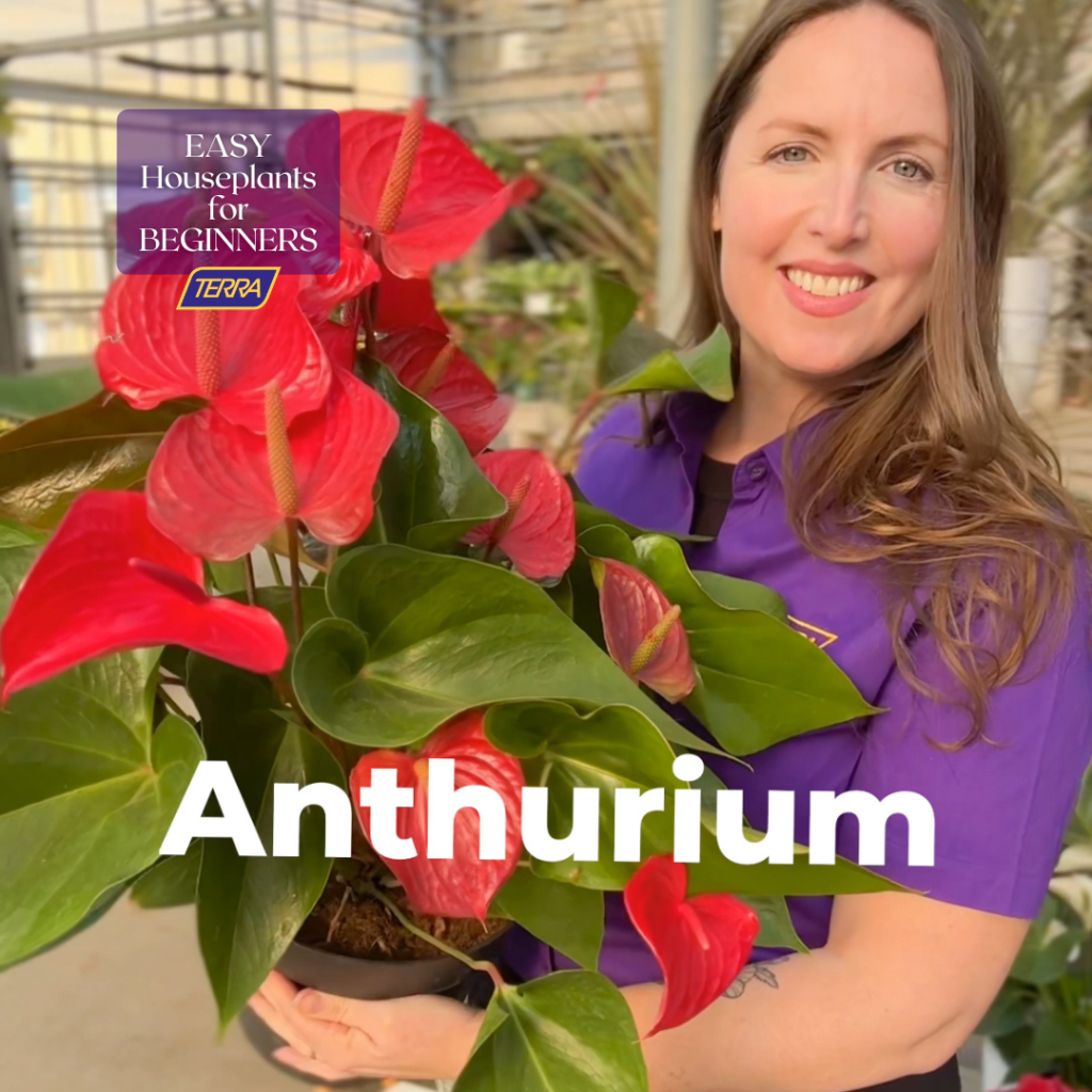 easy houseplants anthurium