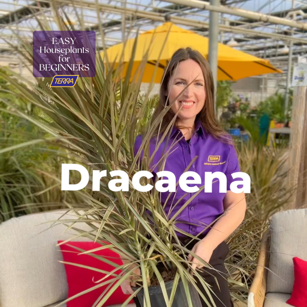 easy houseplants dracaena