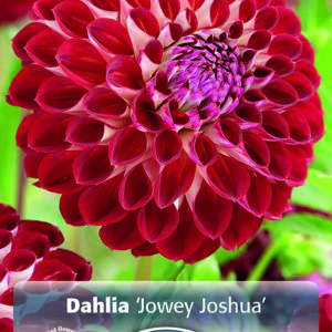 Dahlia Giant Ball Jowey Joshua - 1/pkg