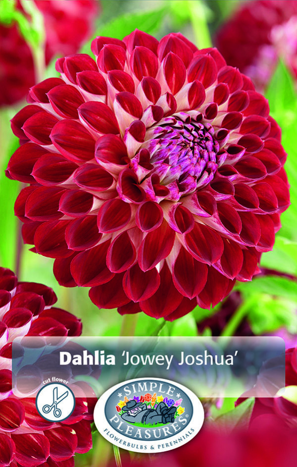 Dahlia Giant Ball Jowey Joshua - 1/pkg