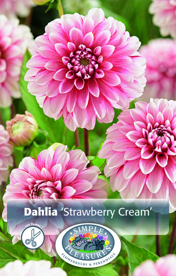 Dahlia Decorative Strawberry Crème - 1/pkg