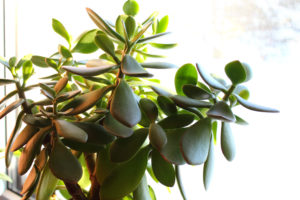 beginner houseplants jade plant
