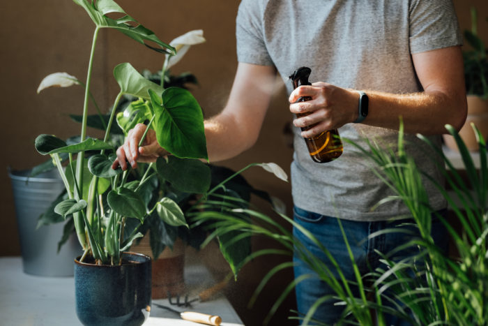 How To Care For Houseplants (Even In Winter)