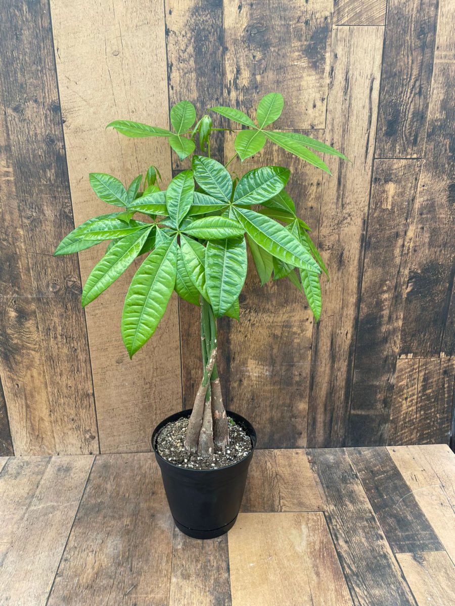 Money Tree (multiple sizes available) - TERRA Greenhouses