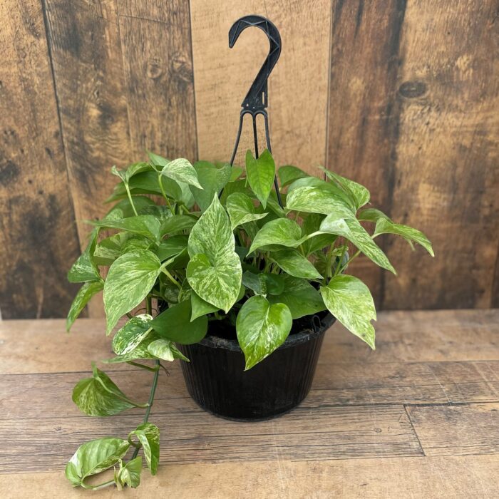 10&#8243; Pothos &#8216;Marble Queen&#8217; Hanging Basket