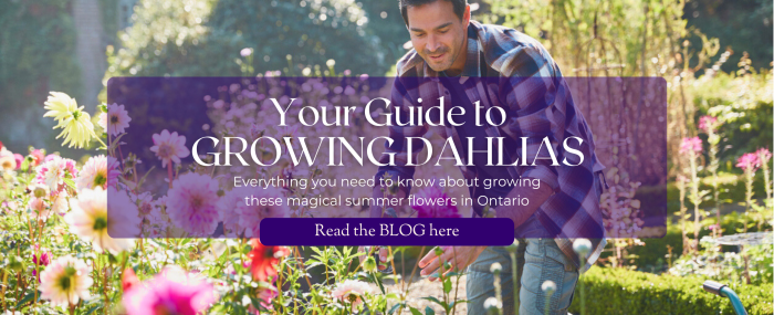 Your Guide to Growing Dahlias