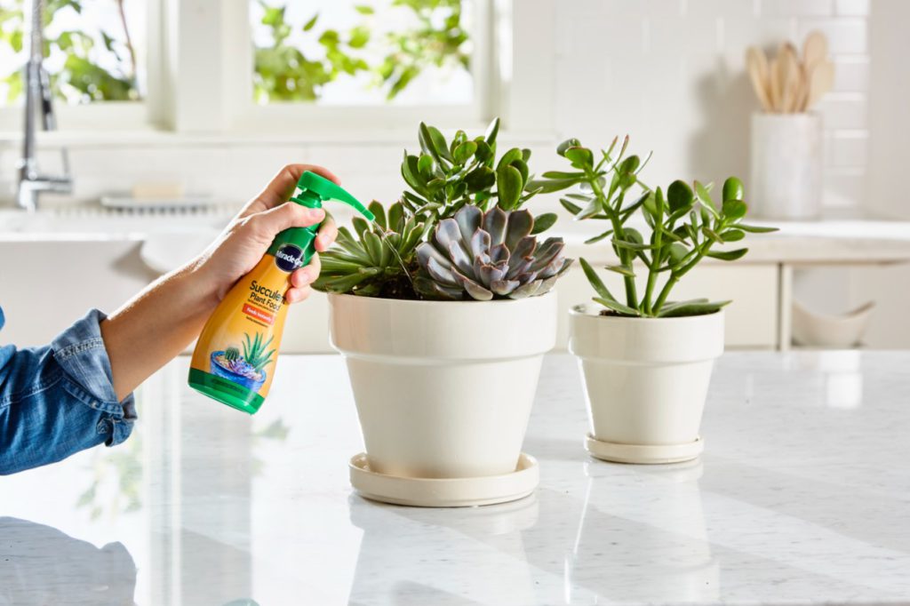 Miracle Gro Succulent Plant Food Lifestyle