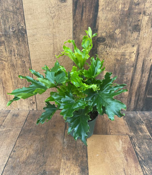 Philodendron Little Hope 6 Inch
