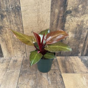 Philodendron McColleys 6 inch