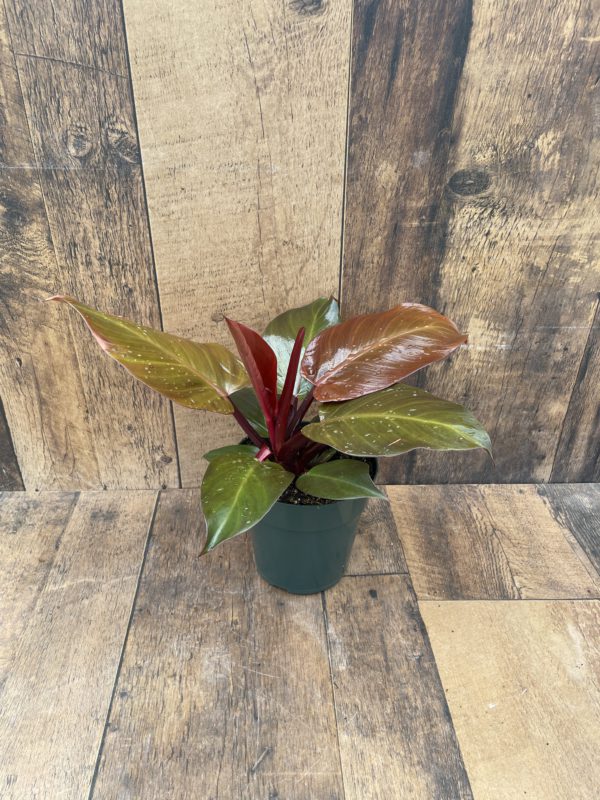 Philodendron McColleys 6 inch
