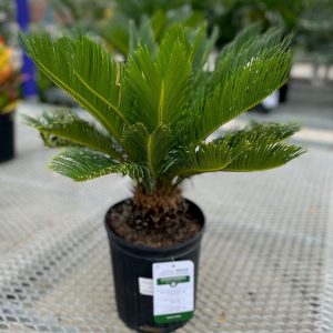 Sago Palm product image