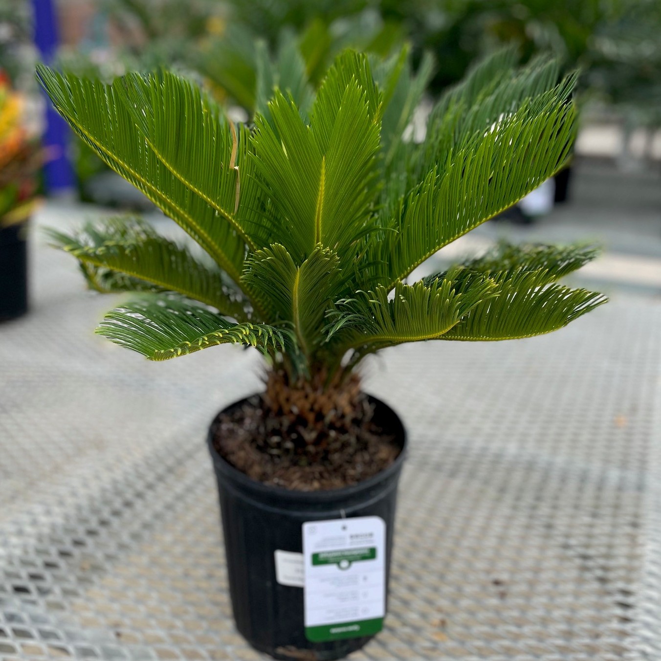 Sago Palm product image