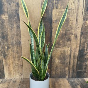 Snake Plant Potted