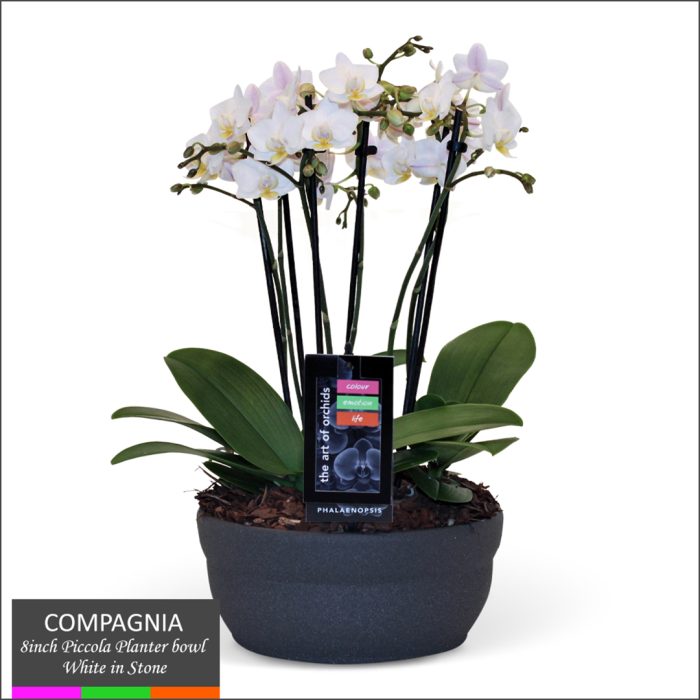 Compagnia Piccola Orchid Arrangement (8&#8243; Planter)