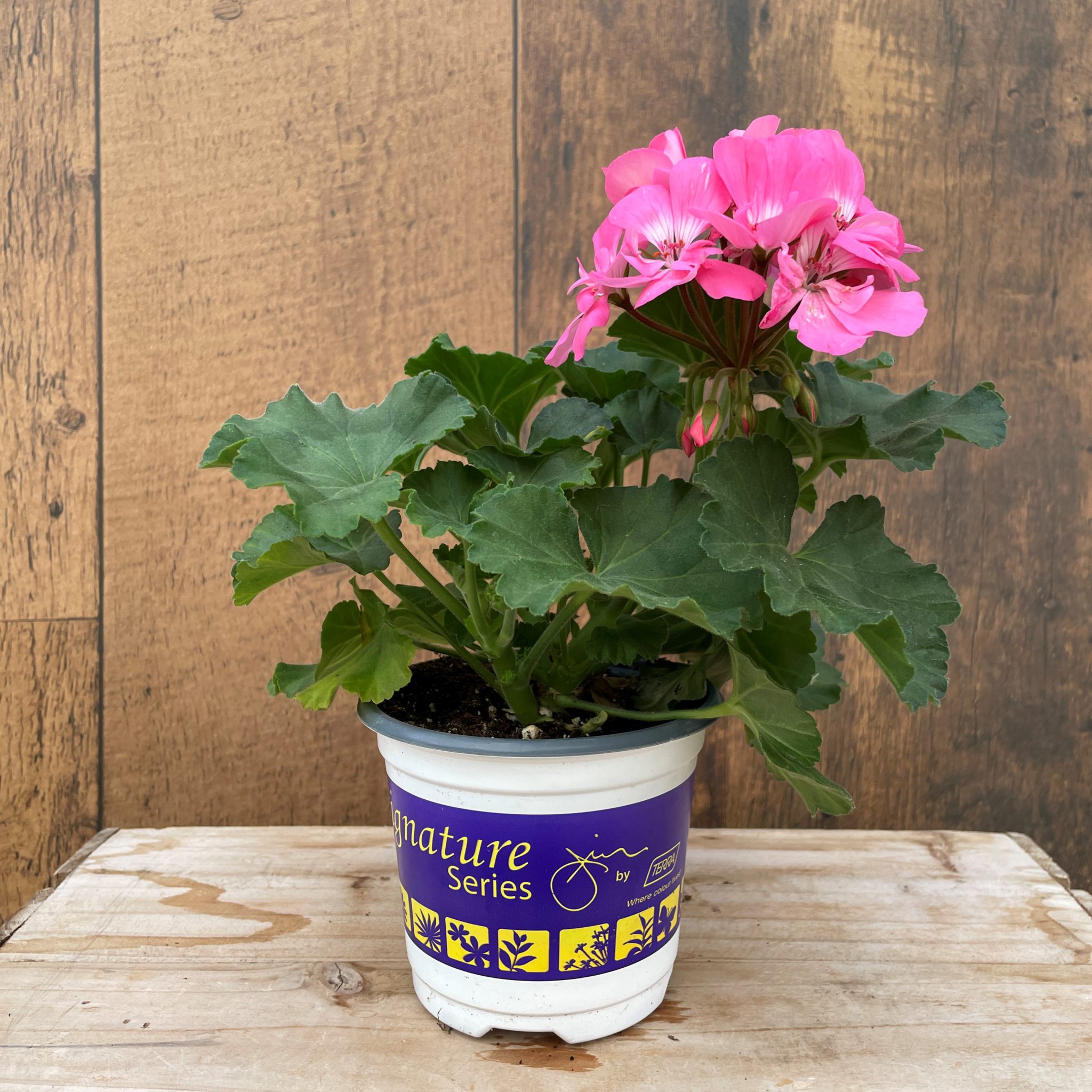 Seasonal Annual Flowers - TERRA Greenhouses