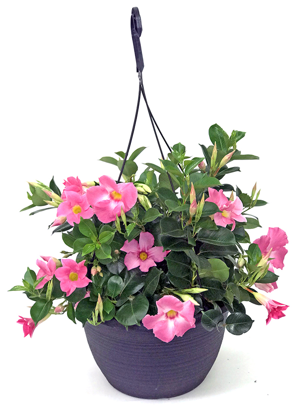 12" Mandevilla Hanging Basket - Growers Choice