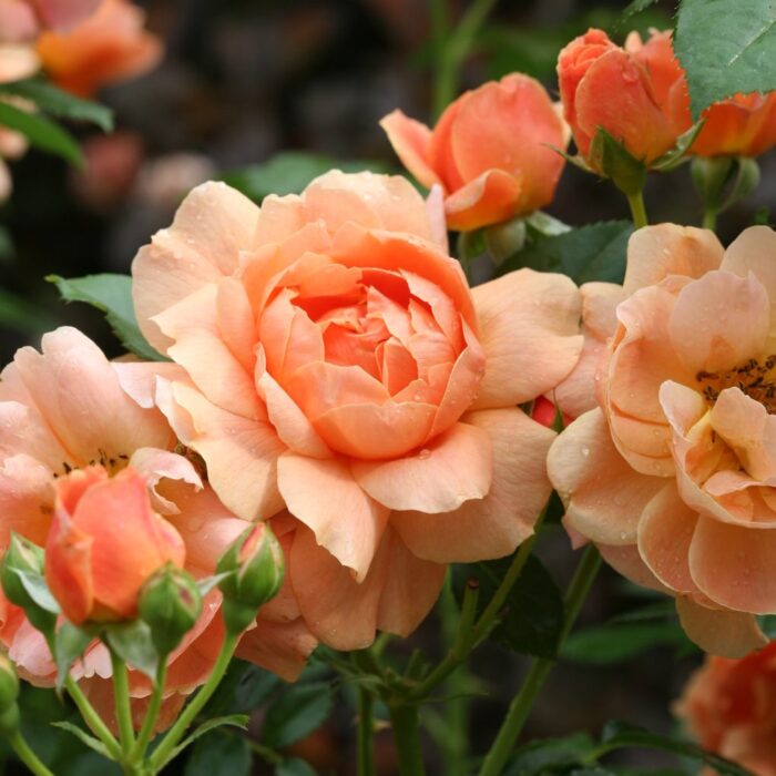 Rose At Last® by Proven Winners (2gal pot)