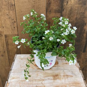 Bacopa (6" pot) - 3 for $27