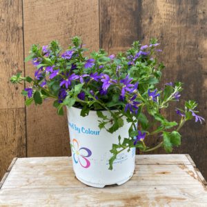 scaevola product image