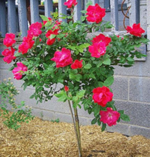 Rose Knock Out® Standard Tree Form (3gal pot)
