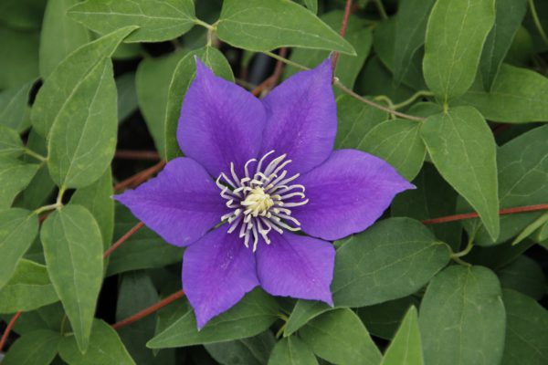 Raymond Evison Clematis Olympia 1gal