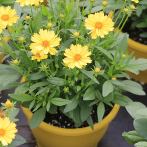 Coreopsis Leading Lady 1gal
