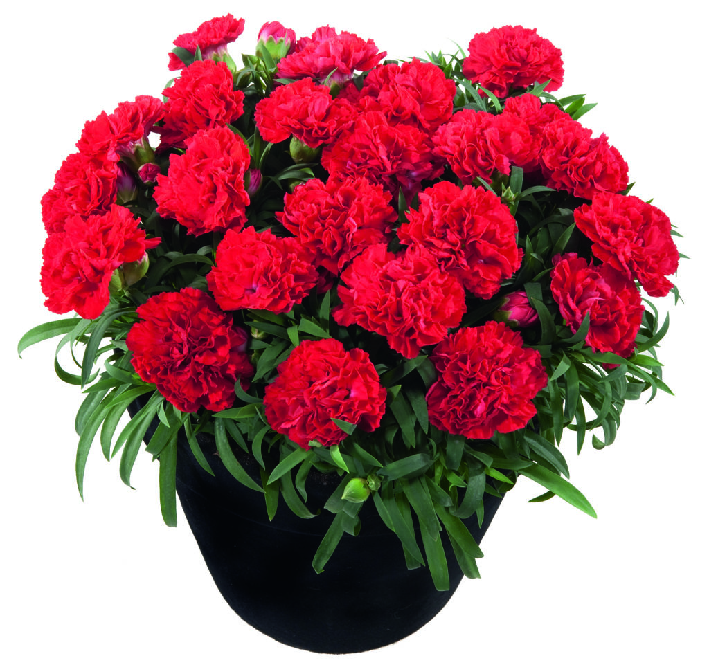 Dianthus mini carnation - Volcano 11cm - TERRA Greenhouses