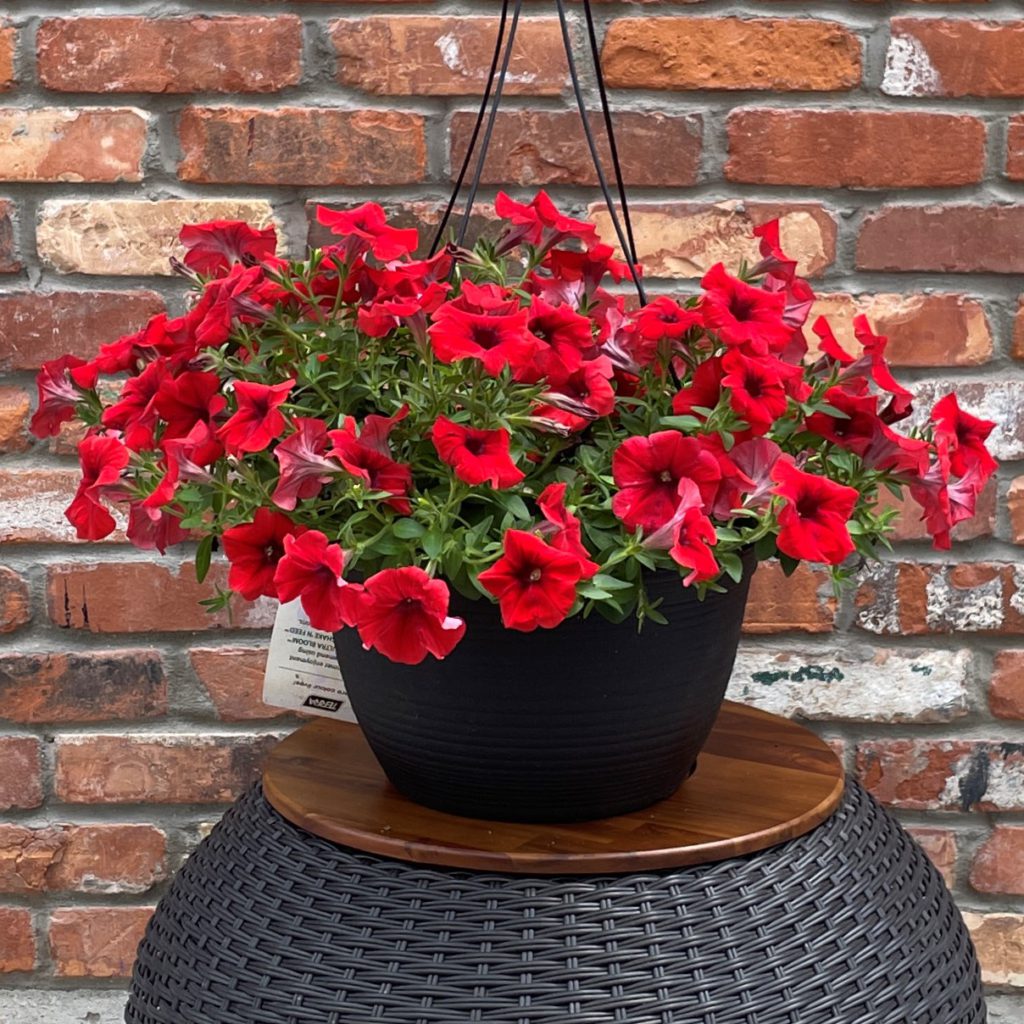 hanging-baskets-terra-greenhouses
