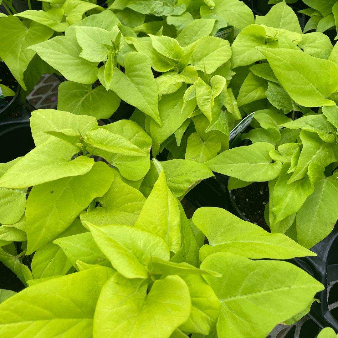 potato vine product image