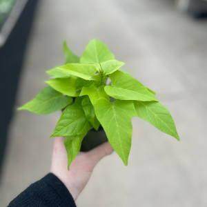 Potato Vine product image in Lime colour
