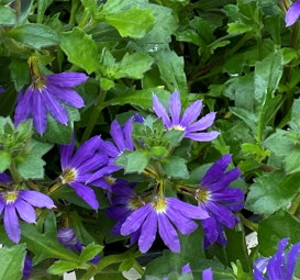Scaevola product image in purple colour