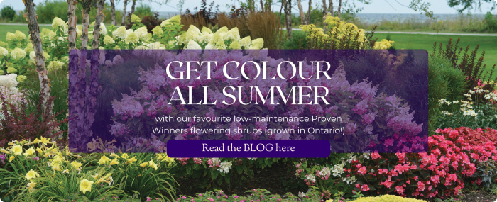 Get Colour All Summer with Flowering Shrubs