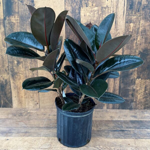 Ficus elastica 'Burgundy' - multiple sizes available - TERRA Greenhouses