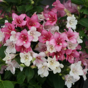 Weigela 'Czechmark Trilogy' 2gal by Proven Winners