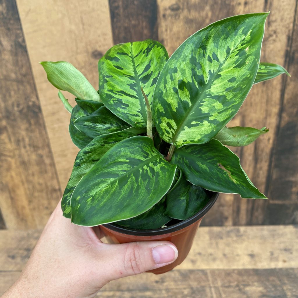 Homalomena Camouflage: The Ultimate Care Guide For A Thriving Indoor Oasis