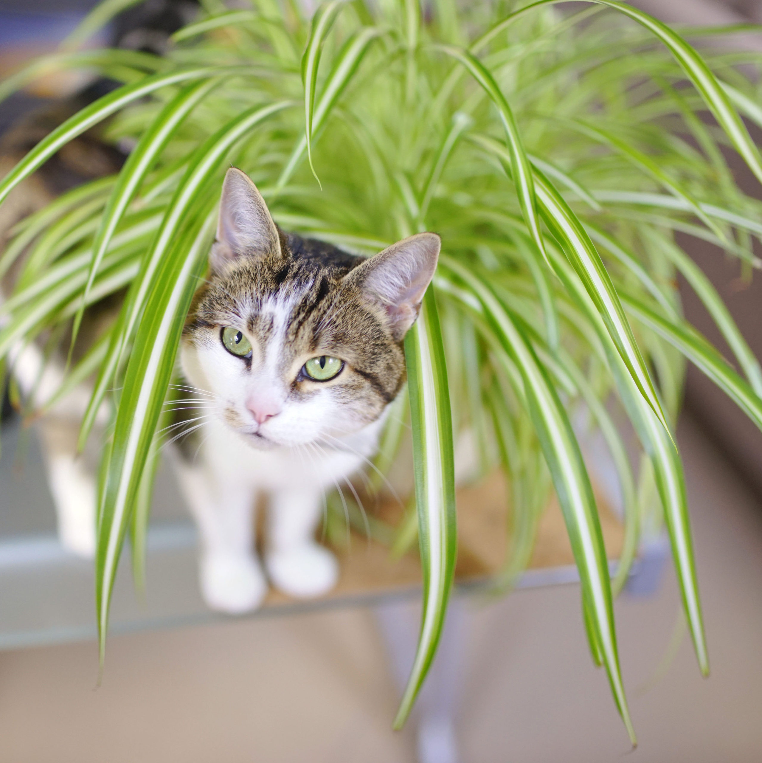 pet safe plants