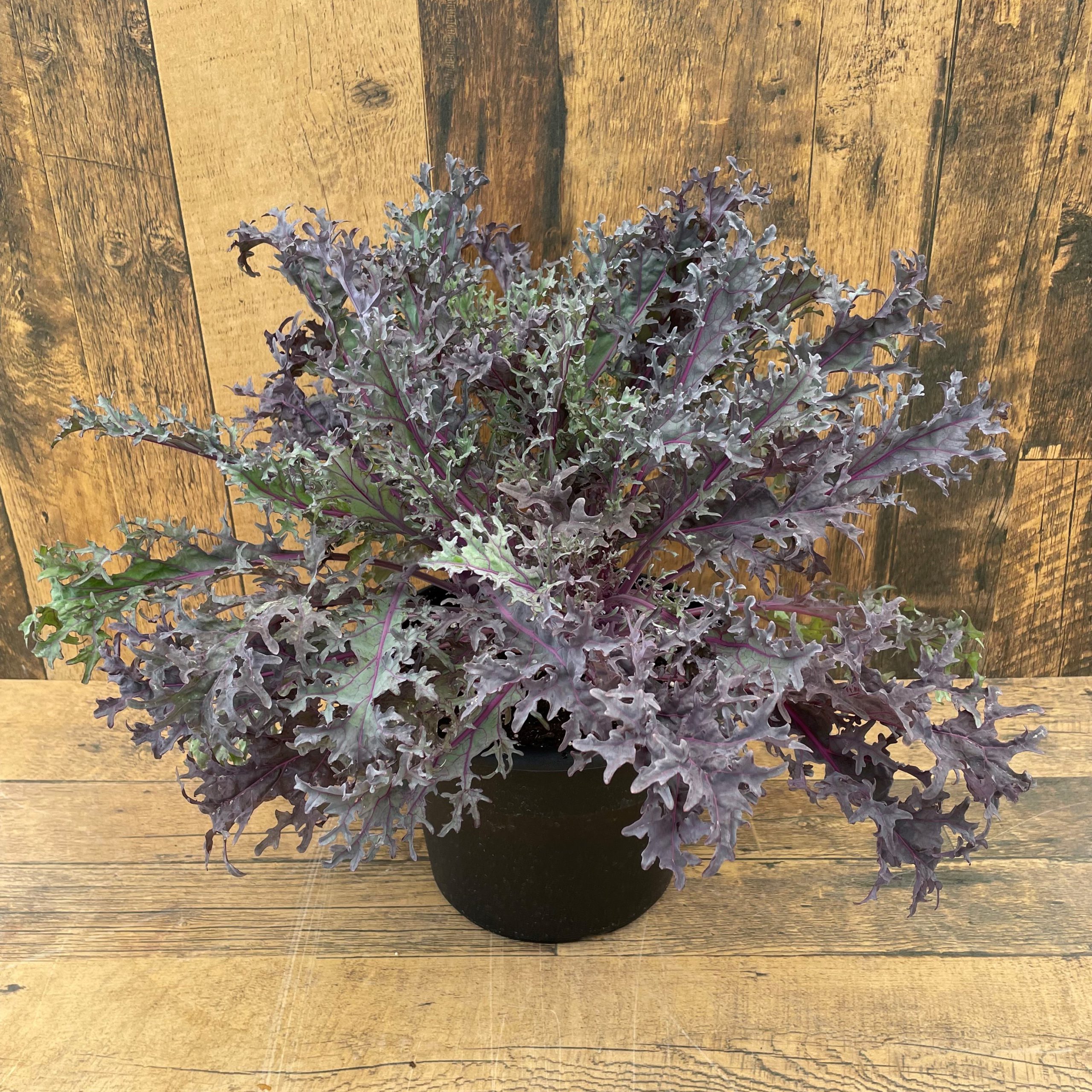 Kale (4" pot) - Growers Choice