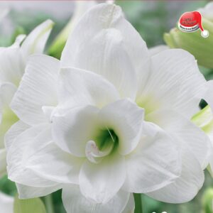 Amaryllis - Christmas Blooming - Donner