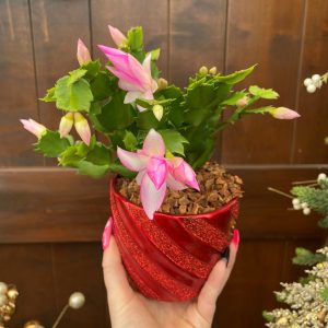 4" Christmas Cactus (Zygo) in Ceramic