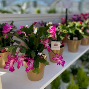 4 Christmas Cactus in Ceramic product image