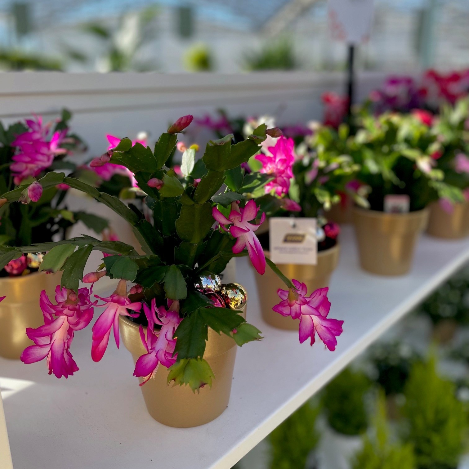 4 Christmas Cactus in Ceramic product image