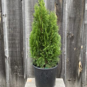 Our Featured Products