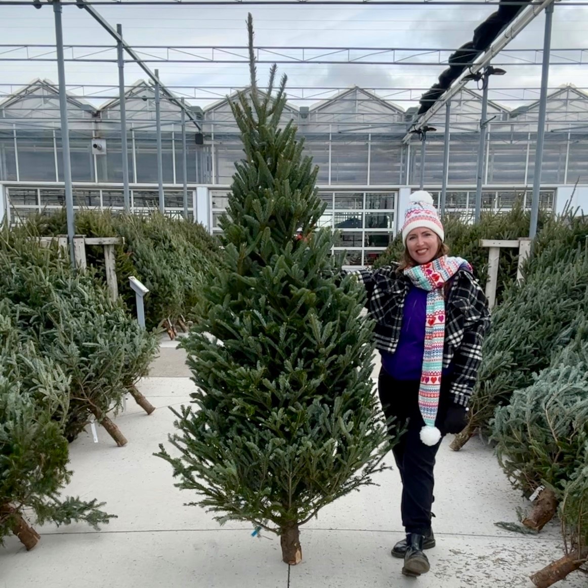 a woman holds a fresh cut fraser fir christmas tree that's 7-8' tall